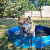 images/stories/actus/husky/Messenger_creation_9B3099EA-1AC2-49FB-9B65-79F3527DD990.jpeg