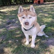 images/stories/actus/husky/Messenger_creation_CFB38E79-6050-40C3-A1DD-E92CAEB06CE9.jpeg