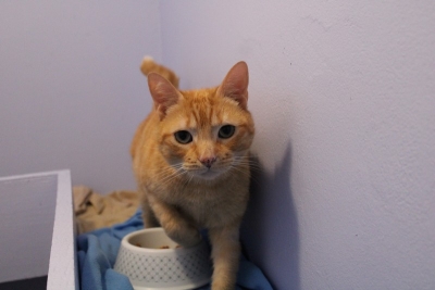 RON