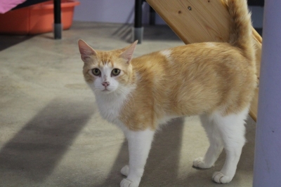 BABOUCHKA