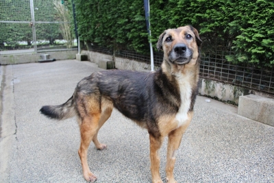 NAYA